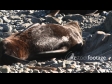 Seal Scratching 1 1791